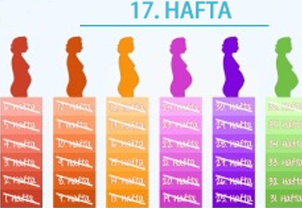 17. Hafta - Bebeğinizin ter bezleri oluşmaya başladı.