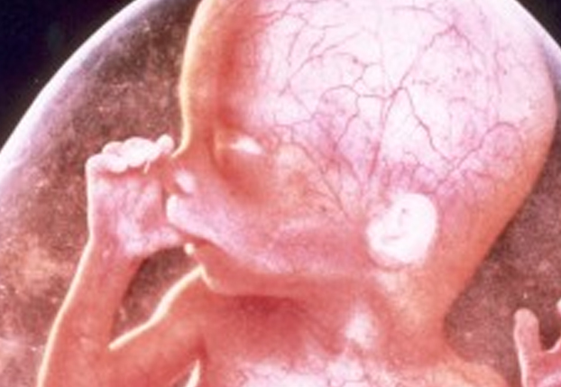 22. Hafta - Bebeğiniz, minyatür bir bebek şeklini almaya başladı. Cildi çok ince ve kırışıklıklarla dolu.