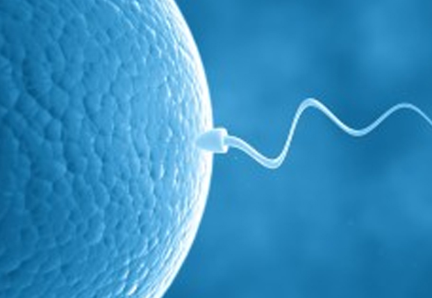 3. Hafta - Bebeğinizin ilk ve tek hücreli taslağı oluştu. Yeni yuvasına yerleşme telaşında.