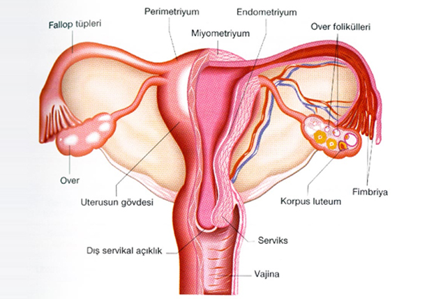 Kadın Üreme Sistemi